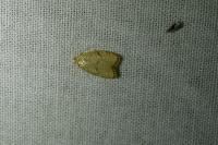 Acleris forsskaleana