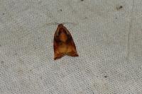 Archips podana
