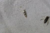 Argyresthia brockeella