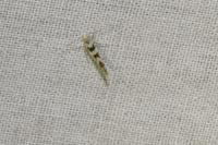 Argyresthia goedartella