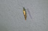Argyresthia goedartella