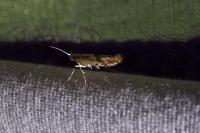 Argyresthia