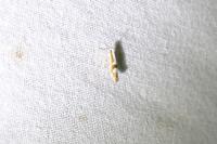 Argyresthia