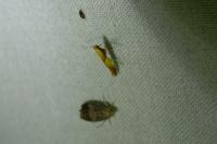 Caloptilia