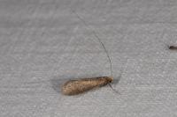 Nemophora