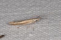 Coleophora