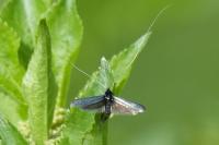 Adela reaumurella