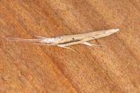 Ypsolopha mucronella