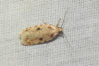 Agonopterix arenella