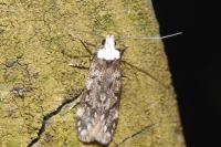 Endrosis sarcitrella