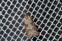 Cnephasia