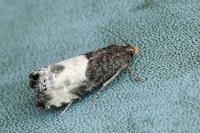 Notocelia cynosbatella