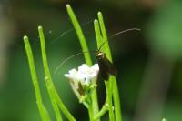 Cauchas rufimitrella