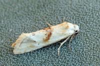 Cochylimorpha straminea