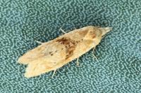 Cochylimorpha straminea