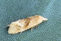 Cochylimorpha straminea