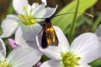 Cauchas rufimitrella