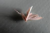 Coleophora versurella