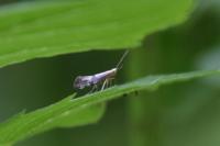 Argyresthia