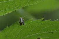 Argyresthia