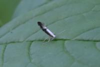 Argyresthia