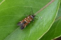 Pancalia leuwenhoekella