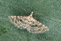 Alucita grammodactyla