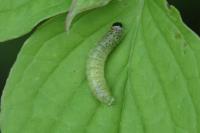 Tortrix viridana