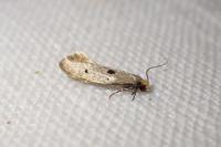 Tinea trinotella