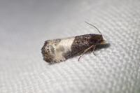 Notocelia cynosbatella