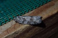 Cnephasia