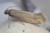 Glyphipterix fuscoviridella
