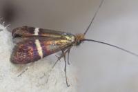 Adela australis