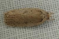 Agonopterix yeatiana