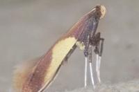 Caloptilia