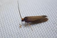 Incurvaria koerneriella