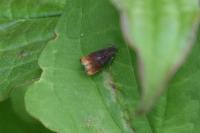 Pammene rhediella