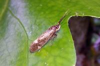 Esperia sulphurella