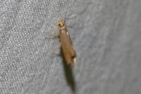 Crassa unitella