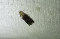 Cydia splendana