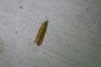 Bactra