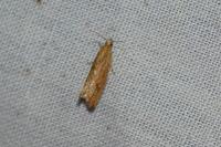 Bactra