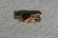 Epinotia nisella