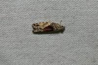 Epinotia nisella