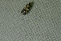 Etainia decentella