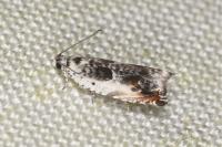 Ancylis laetana