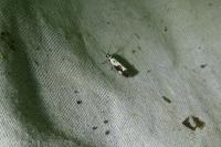 Ethmia quadrillella