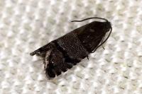 Pammene ochsenheimeriana