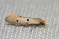 Tinea trinotella