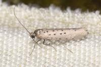 Yponomeuta sedella